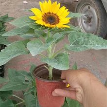安徽向日葵 节日组摆草花 向日葵批发