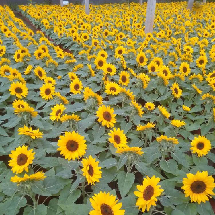 青海向日葵 道路草花 基地直发向日葵