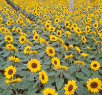 青海向日葵 道路草花 基地直发向日葵
