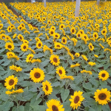 青海向日葵 道路草花 基地直发向日葵