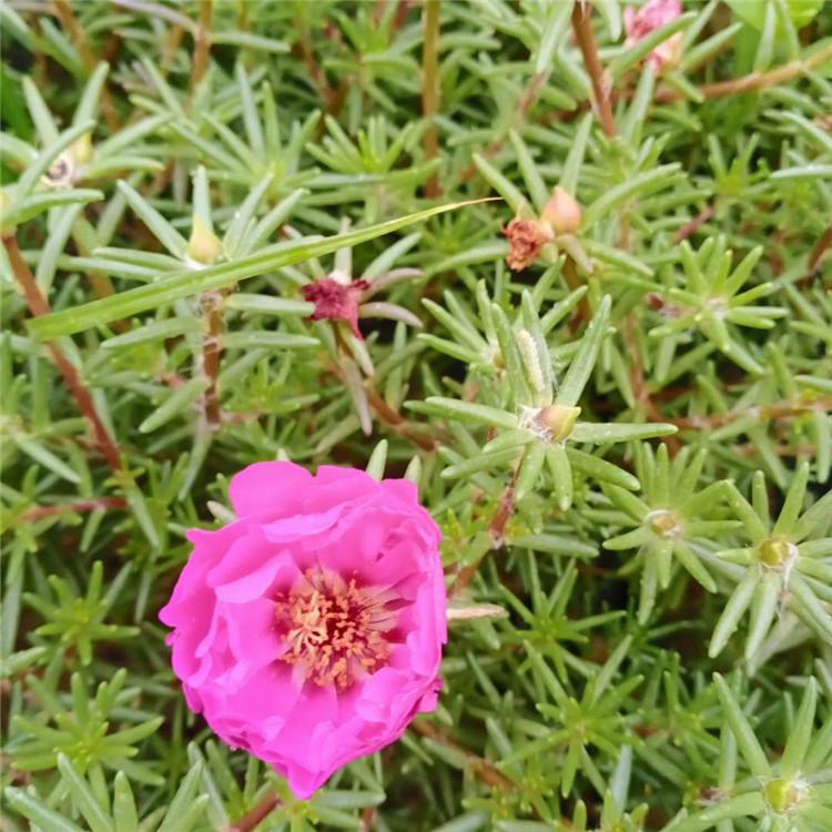 河南半枝莲 道路草花 半枝莲种植基地