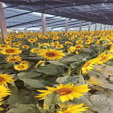 出售向日葵 节日组摆草花 向日葵种植基地