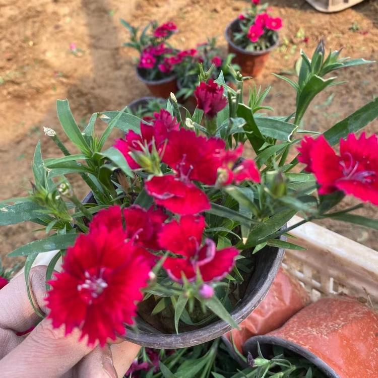 邢台美国石竹 花箱花卉 美国石竹小苗培育