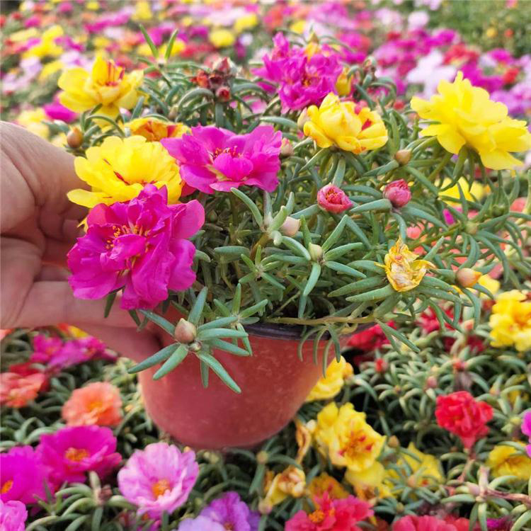青州半枝莲 绿化用时令草花 半枝莲批发