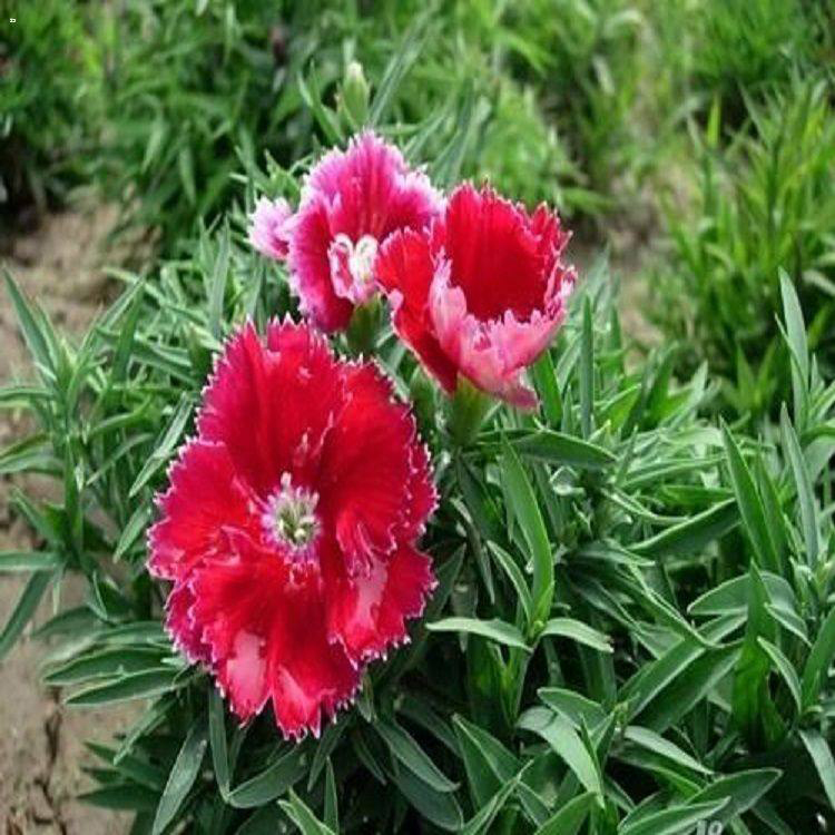 基地批发美国石竹 广场组摆花卉 美国石竹种植基地