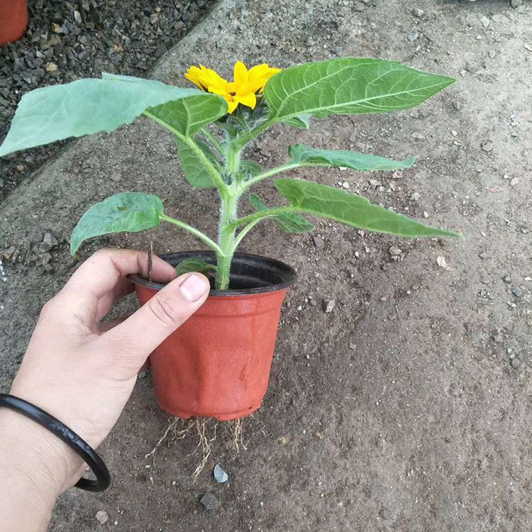 山西向日葵 十一组摆花卉 向日葵小苗