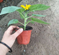 山西向日葵 十一组摆花卉 向日葵小苗