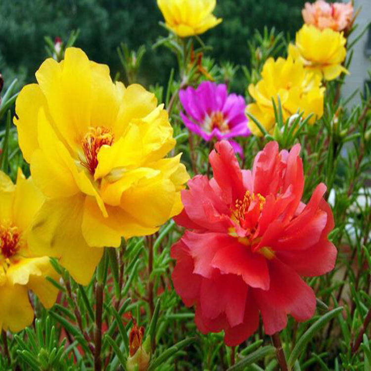 出售半枝莲 花坛花卉