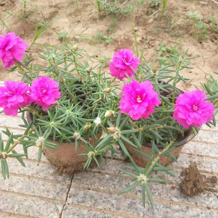 河北半枝莲 节日组摆草花