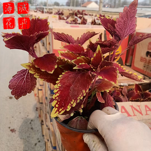 旅游区绿化彩叶草 彩叶草批发  绿化苗木花卉彩叶草