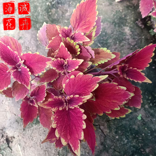 彩叶草绿化苗 彩叶草批发  绿化苗木花卉彩叶草