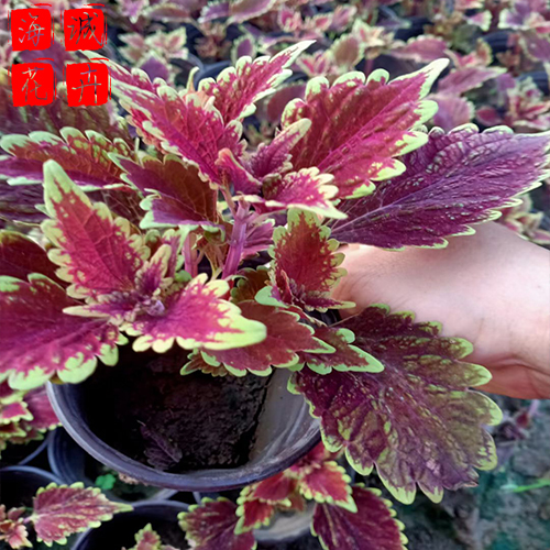 观赏彩叶草 彩叶草批发  绿化苗木花卉彩叶草