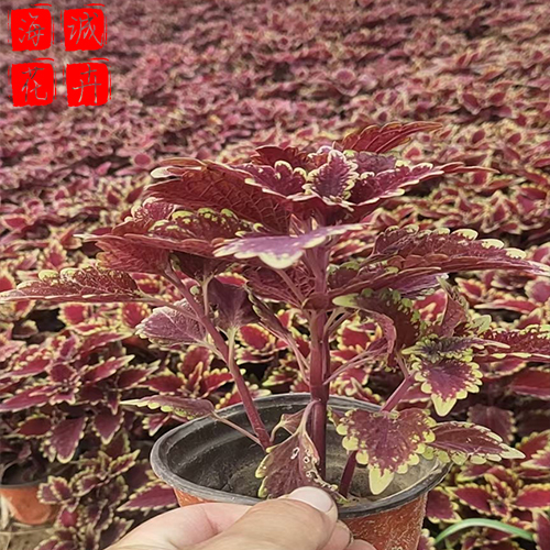 公路绿化彩叶草 彩叶草批发  绿化苗木花卉彩叶草