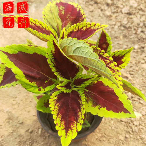绿化工程彩叶草 彩叶草批发  绿化苗木花卉彩叶草