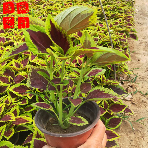 小区绿化彩叶草 彩叶草批发  绿化苗木花卉彩叶草