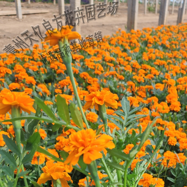 山东孔雀草 孔雀草价格 孔雀草基地
