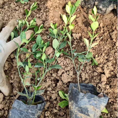 小叶扶芳藤绿化专用 小叶扶芳藤供应商 优质小叶扶芳藤