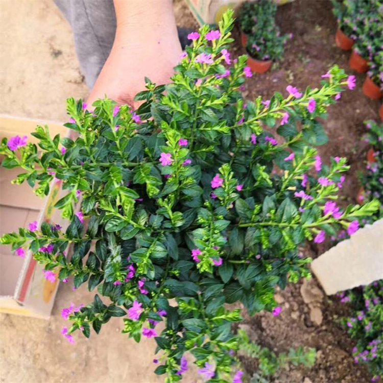 绿化满天星批发 满天星盆栽种植基地 青州苗木