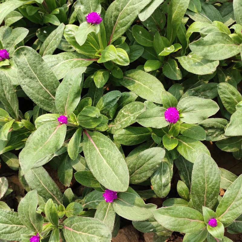天卓花卉 千日红小苗批发 千日红花期 价格从优