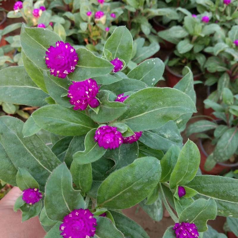 盆栽庭院观赏花卉 千日红 千日红杯苗 天卓花卉