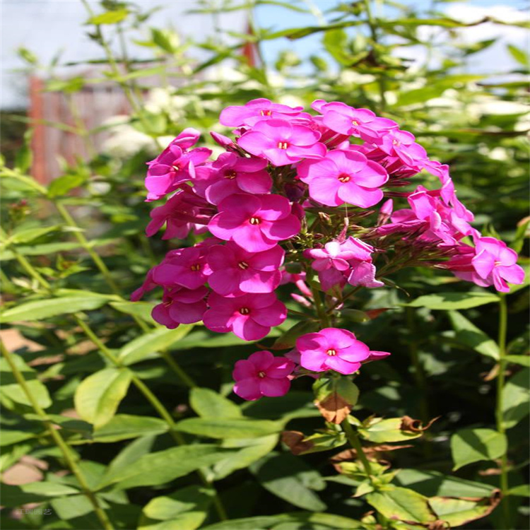 青州芝樱种子批发 福禄考现货上车价 花期长 观赏价值高