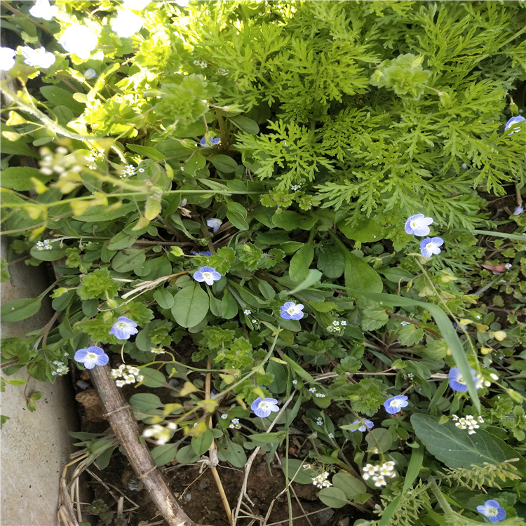 婆婆纳花坛打造花卉 婆婆纳室外庭院种植花卉 江瑞花卉