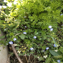 婆婆纳花坛打造花卉 婆婆纳室外庭院种植花卉 江瑞花卉