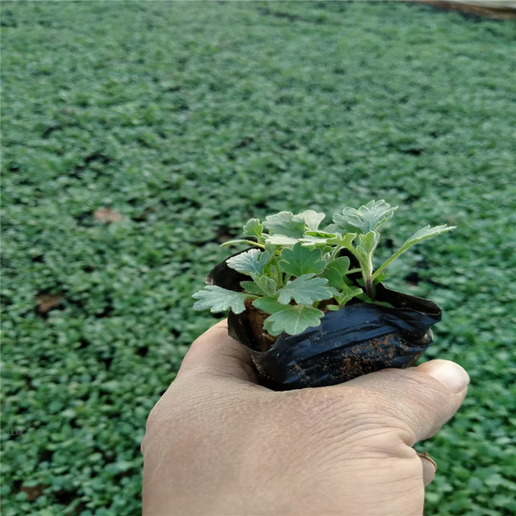 地被菊绿化工程苗 地被菊农户价格 地被菊生长适应强