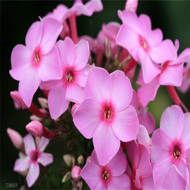 芝樱花色全 花带绿化用苗芝樱 芝樱小苗现货上车价 欢迎询价
