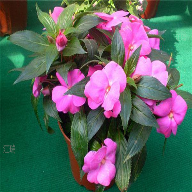 青州非洲凤仙幼苗基地 江瑞花卉非洲凤仙 非洲凤仙花海花卉 欢迎询价