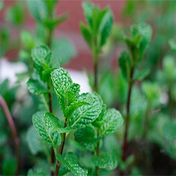 薄荷室外庭院种植 阳台摆放绿化薄荷 薄荷四季常绿
