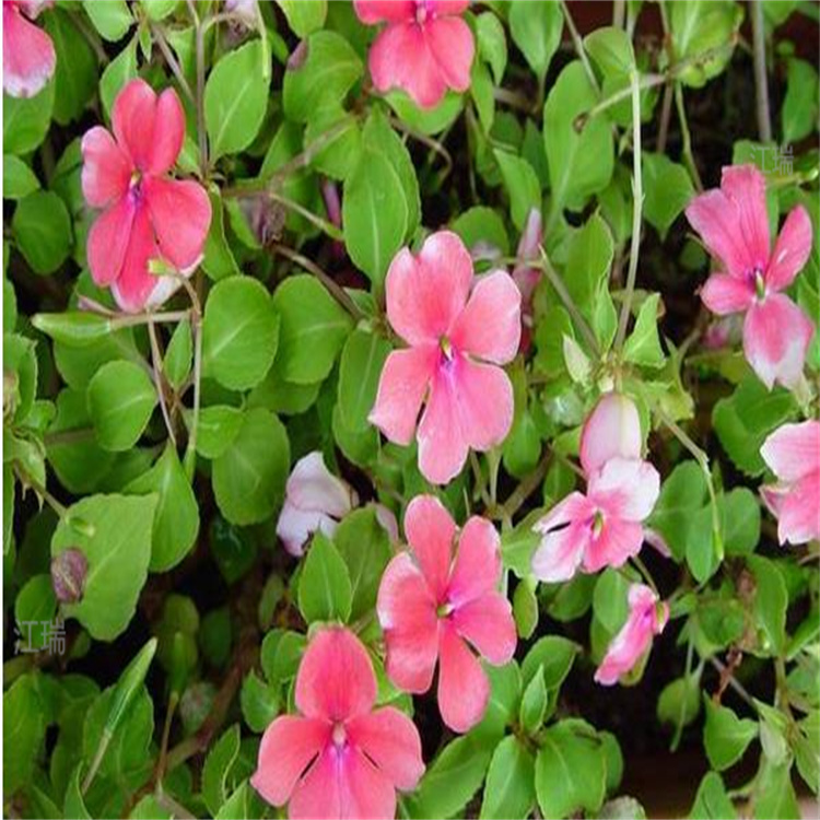非洲凤仙花色全 花境景观花卉非洲凤仙 绿化摆放花卉非洲凤仙 江瑞