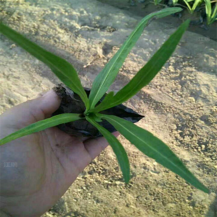 山东蛇鞭菊多年生花卉 蛇鞭菊营养杯苗现货 江瑞欢迎致电咨询