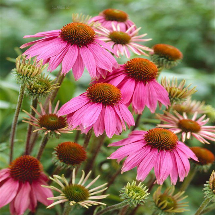 江瑞松果菊花海 浙江松果菊小苗基地 松果菊花带绿化