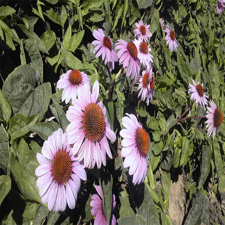 松果菊观赏效果好 松果菊花海打造花卉 适合大片种植