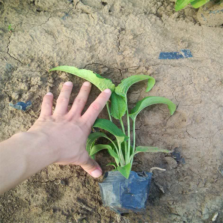 松果菊花色全 松果菊营养杯苗 开花松果菊种子 欢迎选购