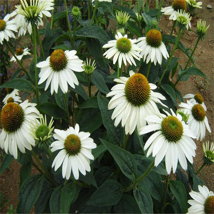 松果菊育种基地 多色松果菊打造观赏花海 欢迎致电咨询