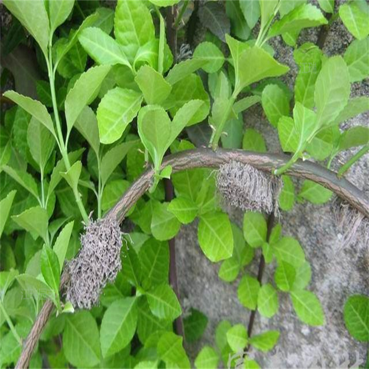 绿化带用苗大叶扶芳藤 大叶扶芳藤耐旱 耐寒 易成活 欢迎询价