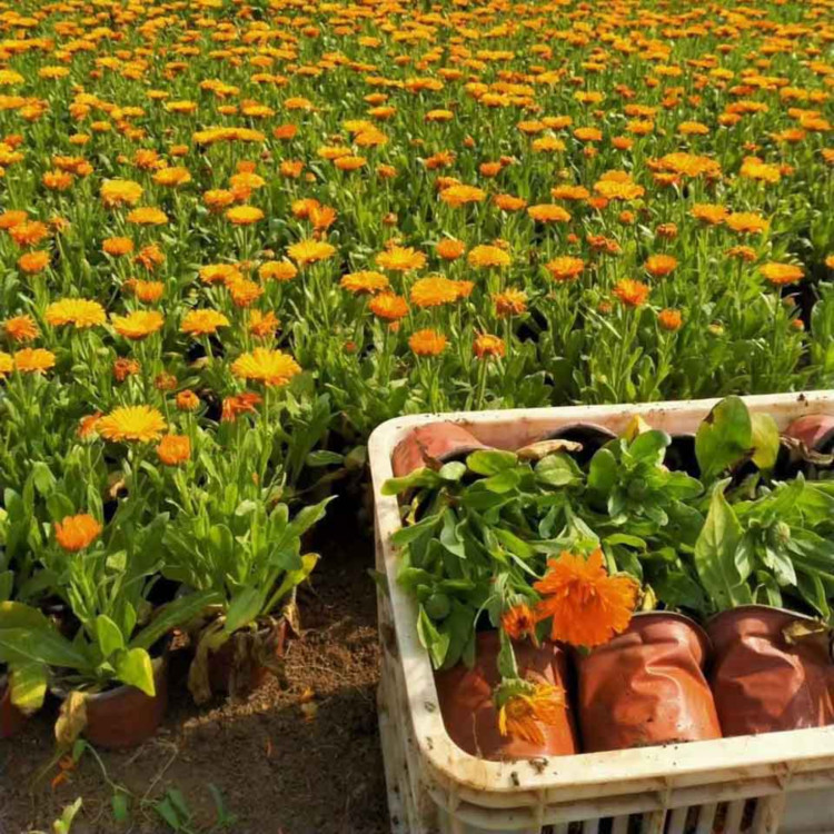 道路绿化金盏菊报价   金盏菊   适应能力好