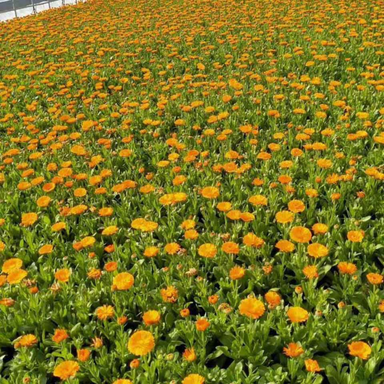 宿根草本植物金盏菊   金盏菊花海工程苗   可用于公园、庭院常见栽培