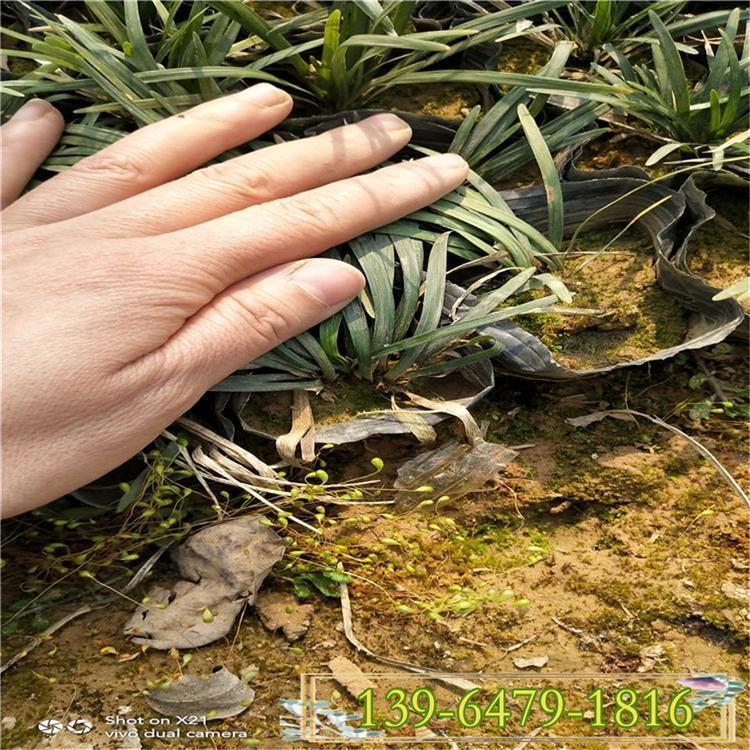 彩诺  细叶麦冬草  绿化地被草花  应用范围广