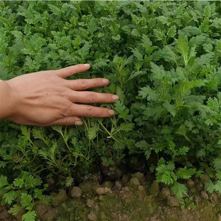 城市绿化多色系美女樱   美女樱花海  花坛，花境点缀用花