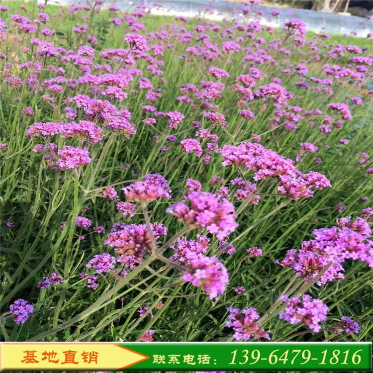 花海绿化宿根花卉   四季马鞭草小苗   多年生直立草本植物