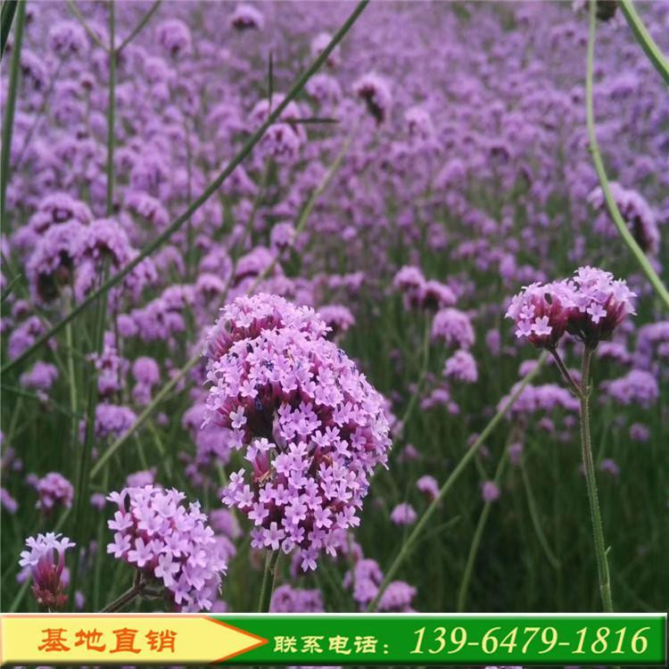 花海绿化宿根花卉   花海工程马鞭草报价   耐旱能力强