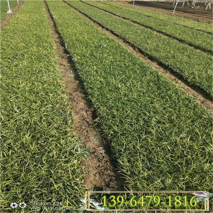 彩诺  多芽矮麦冬  地被草坪麦冬  多用于树穴绿化