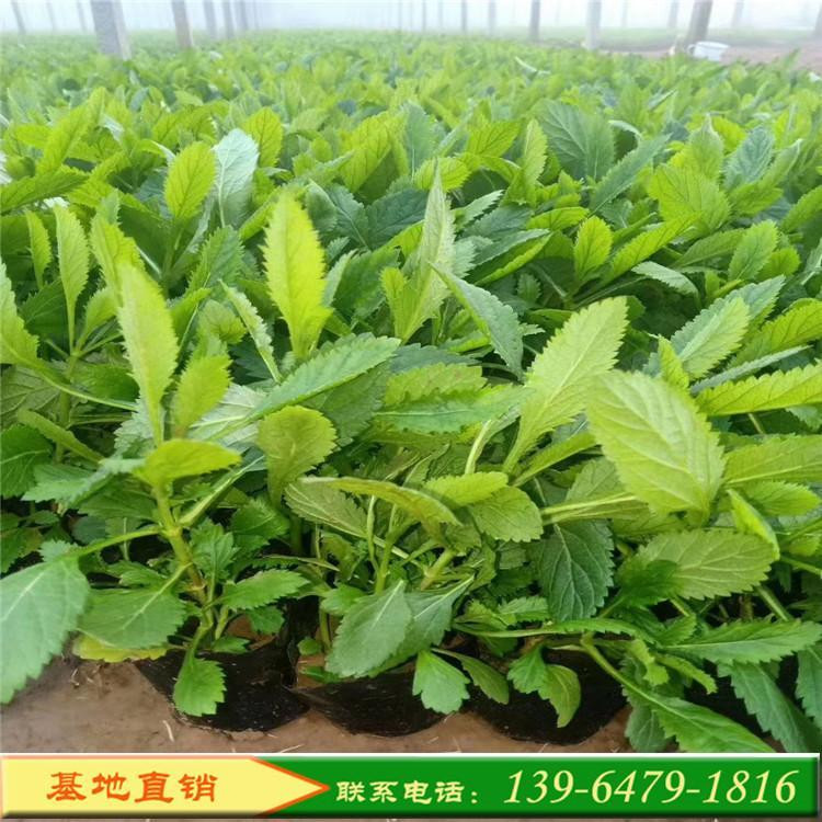 绿植马鞭草盆栽苗   四季马鞭草小苗   打造网红花海