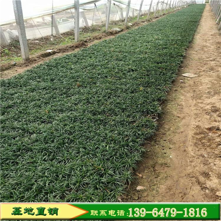 彩诺  银边麦冬  多年生绿化工程麦冬苗  植株低矮 养护简单