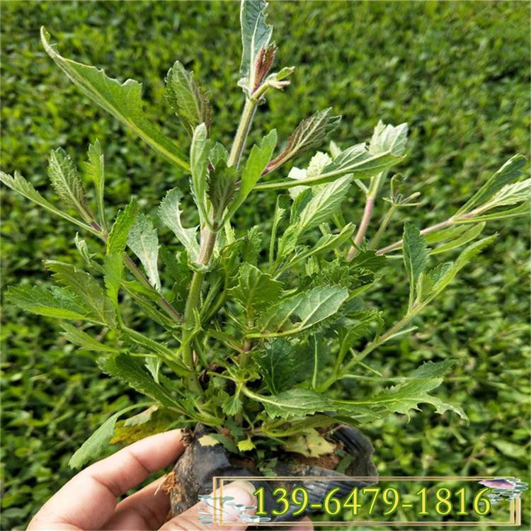 工程用草花苗   柳叶马鞭草报价   观赏价值高