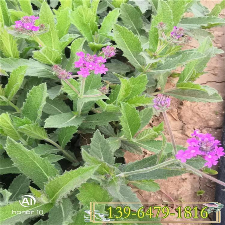 马鞭草杯装带土苗   矮化马鞭草批发基地   花期长