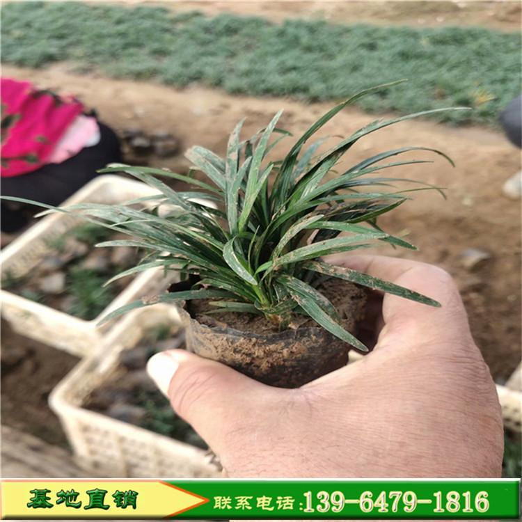 彩诺  银边麦冬  地被草坪麦冬  生命力强，适应性好